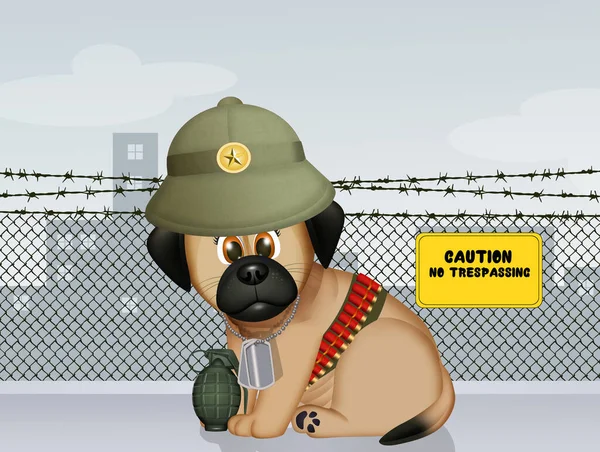 dog with war helmet