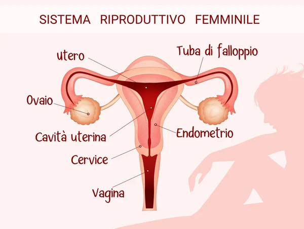 Ilustración Del Sistema Reproductor Femenino —  Fotos de Stock