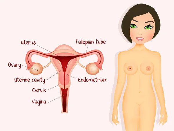 Illustrazione Dello Schema Genitale Femminile — Foto Stock