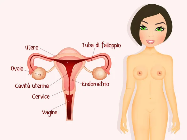 Illustration Female Genitals Scheme — Stock Photo, Image