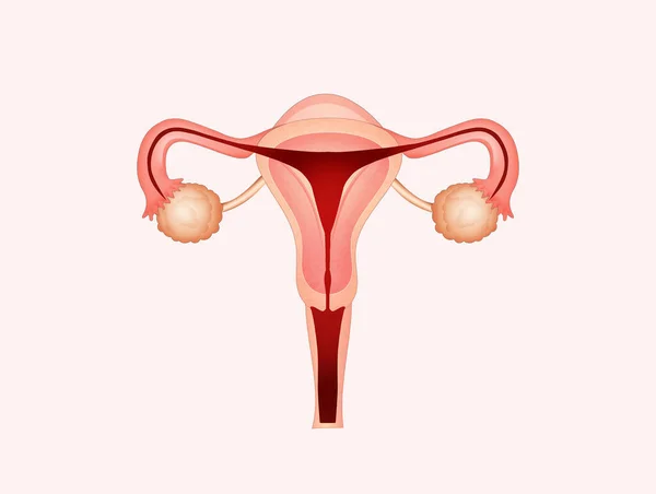 Illustration Female Vagina — Φωτογραφία Αρχείου