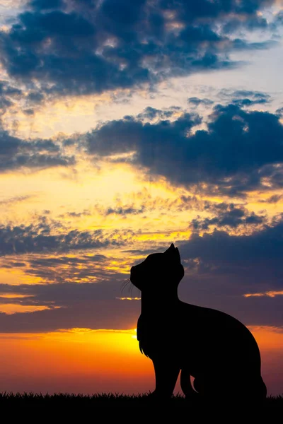 日没時の猫のイラスト — ストック写真