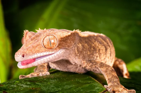 Gecko con cuernos en la hoja — Foto de Stock