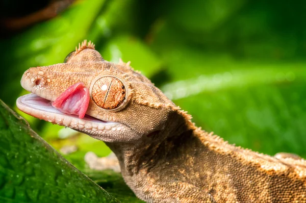 Gecko cornu sur feuille — Photo
