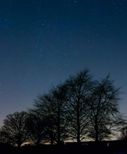 Bäume im Sternenlicht — Stockfoto