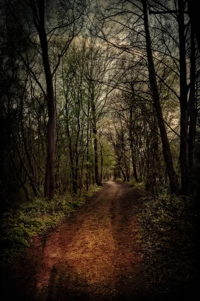 Caminho através de uma floresta escura — Fotografia de Stock