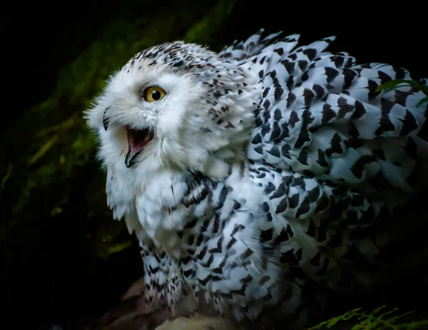 Snowy owl calling — Stock Photo, Image