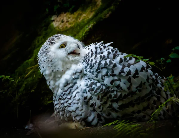 Snowy owl calling — Stock Photo, Image