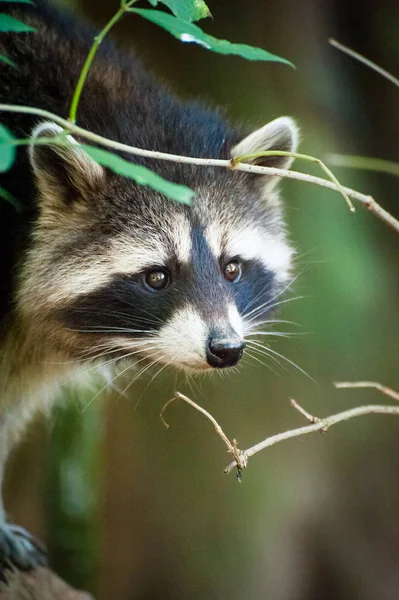 A raccoon in woods — Stock Photo, Image