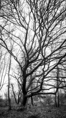 Ormanlık ağaçlar siyah beyaz