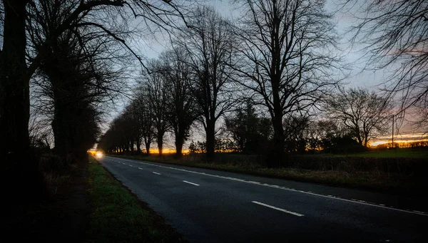 Road at night with a car in the distance in an avenue of trees