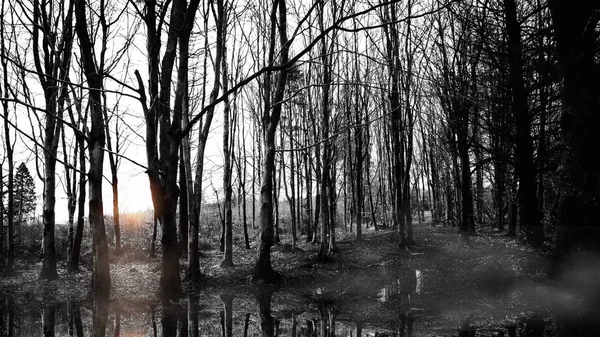 Árboles Del Bosque Con Reflejo Agua Blanco Negro — Foto de Stock