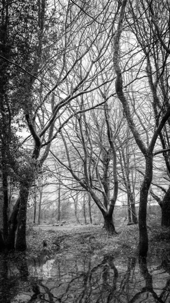 Árvores Floresta Com Reflexo Água Preto Branco — Fotografia de Stock