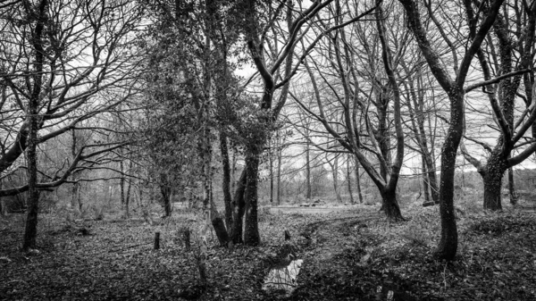 Árvores Arborizadas Preto Branco — Fotografia de Stock