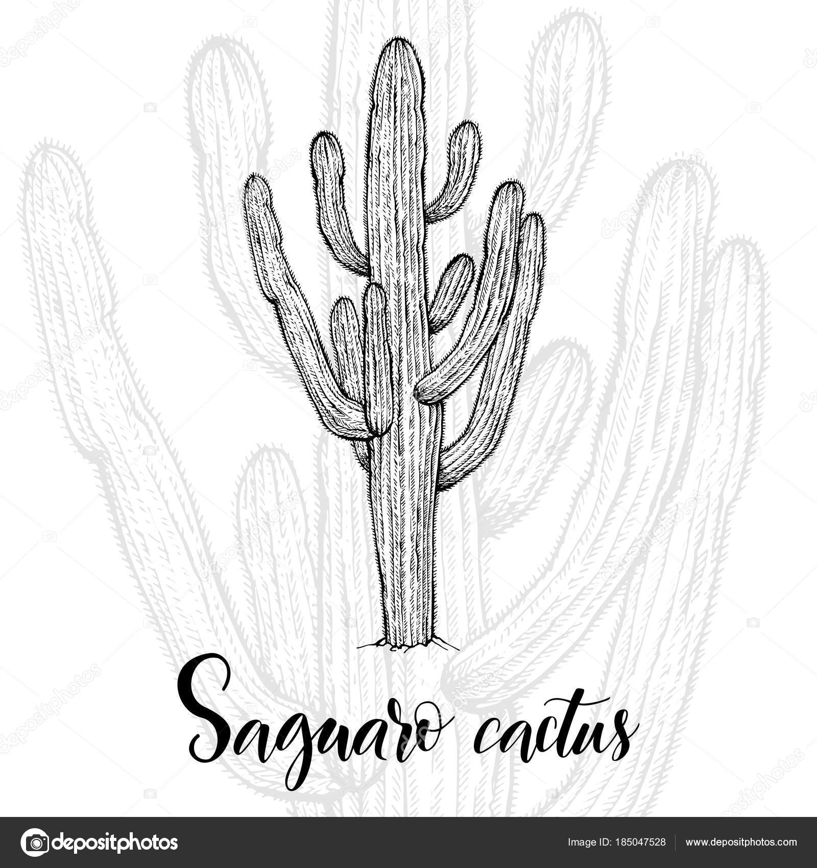 Vector Hand Drawn Doodle Sketch Black Outline Cactus Stock