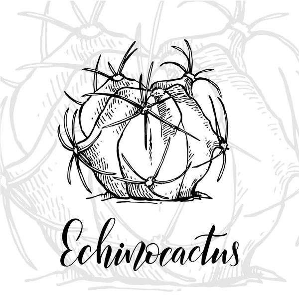 Echinocactus desenhado à mão —  Vetores de Stock