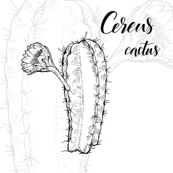 Elle çizilmiş cereus kaktüs — Stok Vektör