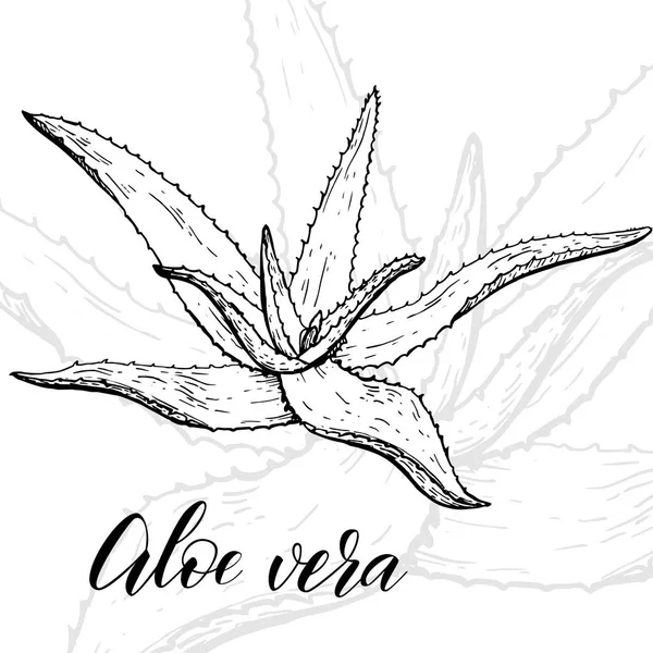 Planta de aloe vera dibujada a mano — Vector de stock