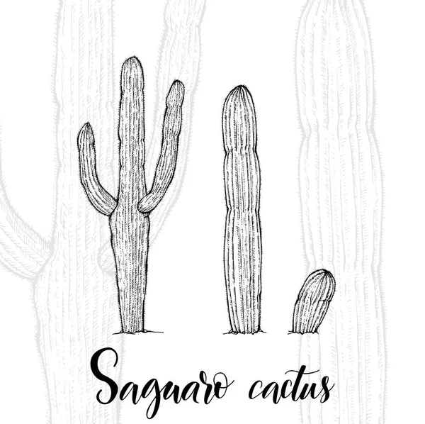 Cacto de saguaro desenhado à mão —  Vetores de Stock