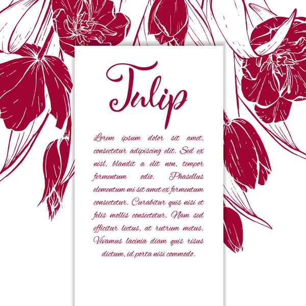 Bosquejo lineal tulipanes florecen . — Archivo Imágenes Vectoriales