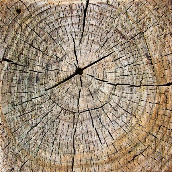 Brown cracked wooden texture with circles — Stock Photo, Image