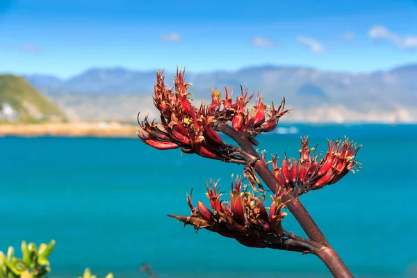 Mer et collines paysage avec des fleurs de lin rouge — Photo