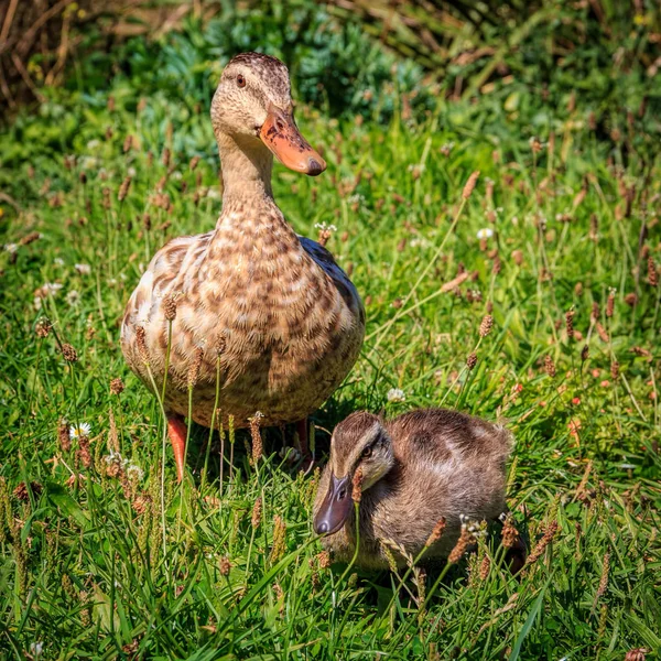 Patinho e pato na grama — Fotografia de Stock