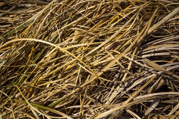 Jesień tekstura trawa — Zdjęcie stockowe