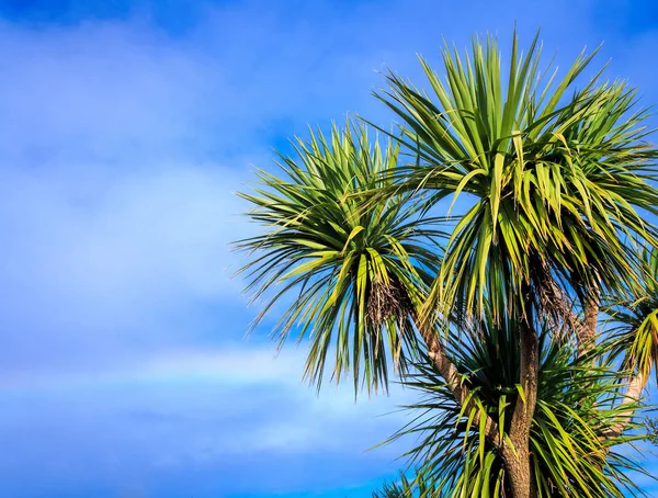 Ti kouka New Zealand cabbage palm tree