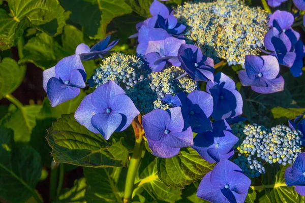 Ortensia Fiori Macro — Foto Stock