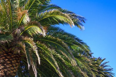 Yeni Zelanda palmiye ağacı