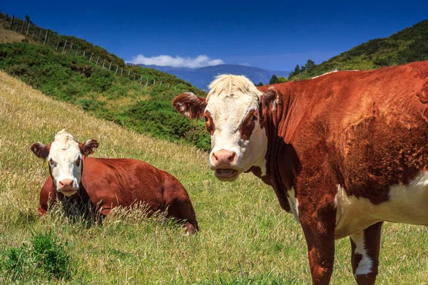 Vacas pardas en el prado — Foto de Stock