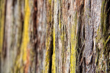 dokulu arka plan kabuk