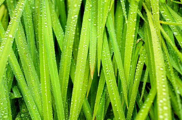 Grama verde com a textura gotas chuva — Fotografia de Stock