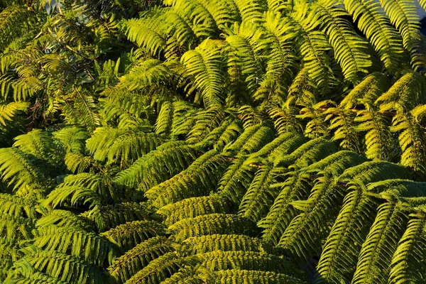 Fern palm tree texture background — Stock Photo, Image