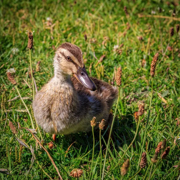 Entlein im Gras — Stockfoto