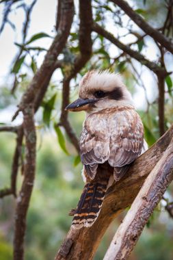 Ormanın içinde Avustralya ahmak
