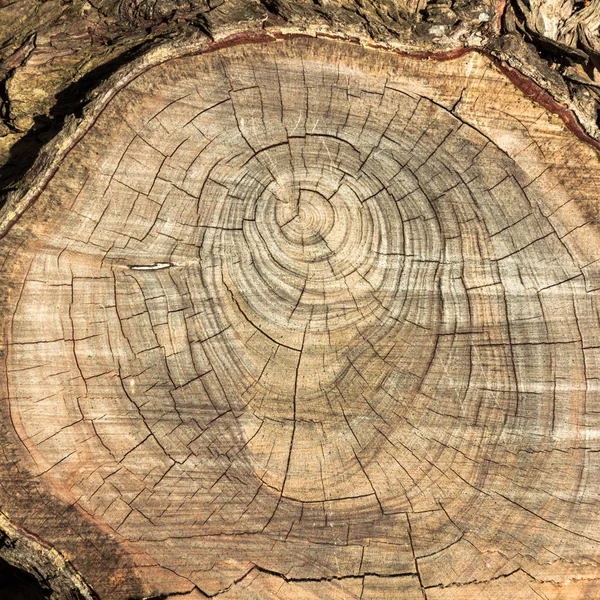 Треснувшая деревянная текстура с кружками — стоковое фото