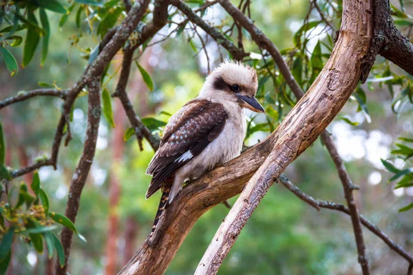Australiensisk Kookaburra i skogen — Stockfoto