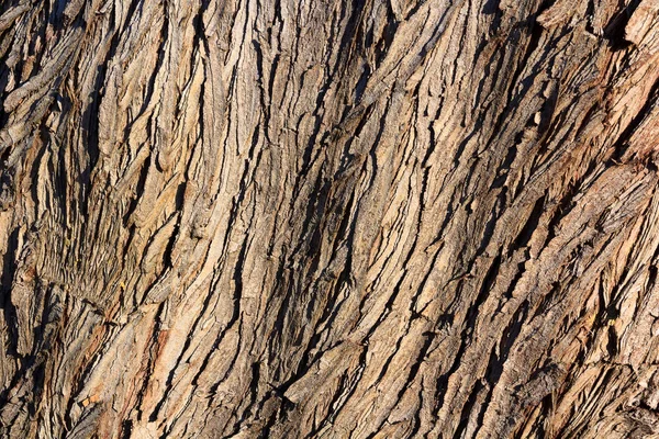 Brown bark texture — Stock Photo, Image