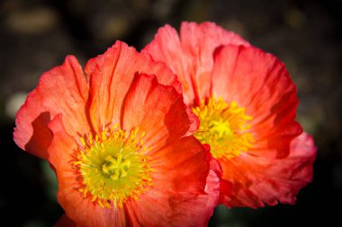 Kırmızı gelincik Botanik Bahçesi