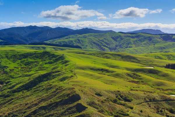 Green hills landscape, location - Castlepoint, New Zealand — Stock Photo, Image