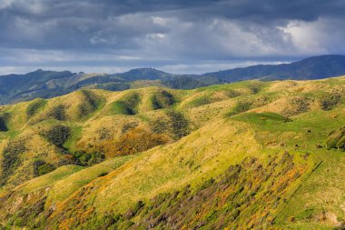 yeşil tepeler manzara, yer - Kapiti Adası, North Island, Yeni Zelanda