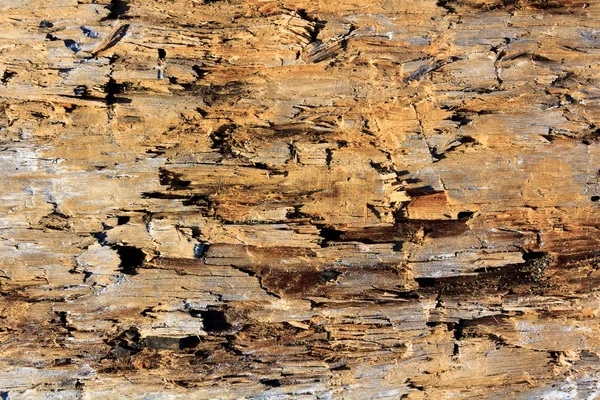 Старое дерево повреждено буровым — стоковое фото