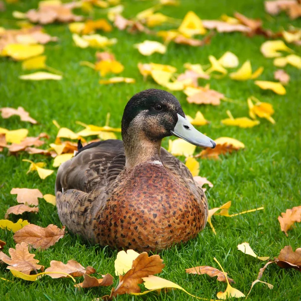 Pato na grama verde outono — Fotografia de Stock