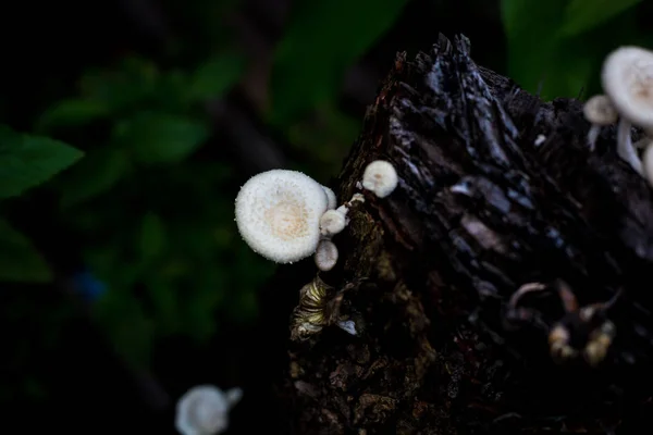 Champiñones en la madera en el bosque, después de bir larga lluvia . — Foto de Stock