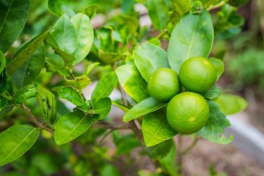 Bahçede yeşil limon ağacı ekşi (limon). Tayland.