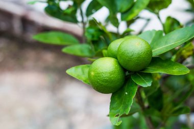 Bahçede yeşil limon ağacı ekşi (limon). Tayland.