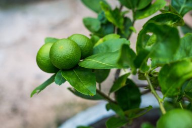 Bahçede yeşil limon ağacı ekşi (limon). Tayland.
