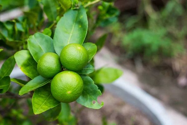 Bahçede yeşil limon ağacı ekşi (limon). Tayland.